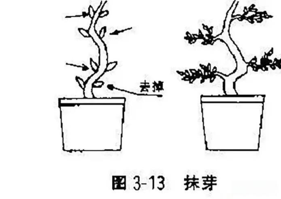 探春花修剪造型指南图解,一剪一世界,美出春日限定款!