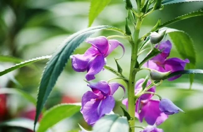 <b>凤仙花的茎为什么会变成红色？惊艳的视觉盛宴的科学解读。</b>
