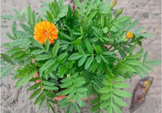 <b>一文说清孔雀草多年生还是一年生植物，一年生的却绽放绚烂奇迹！</b>