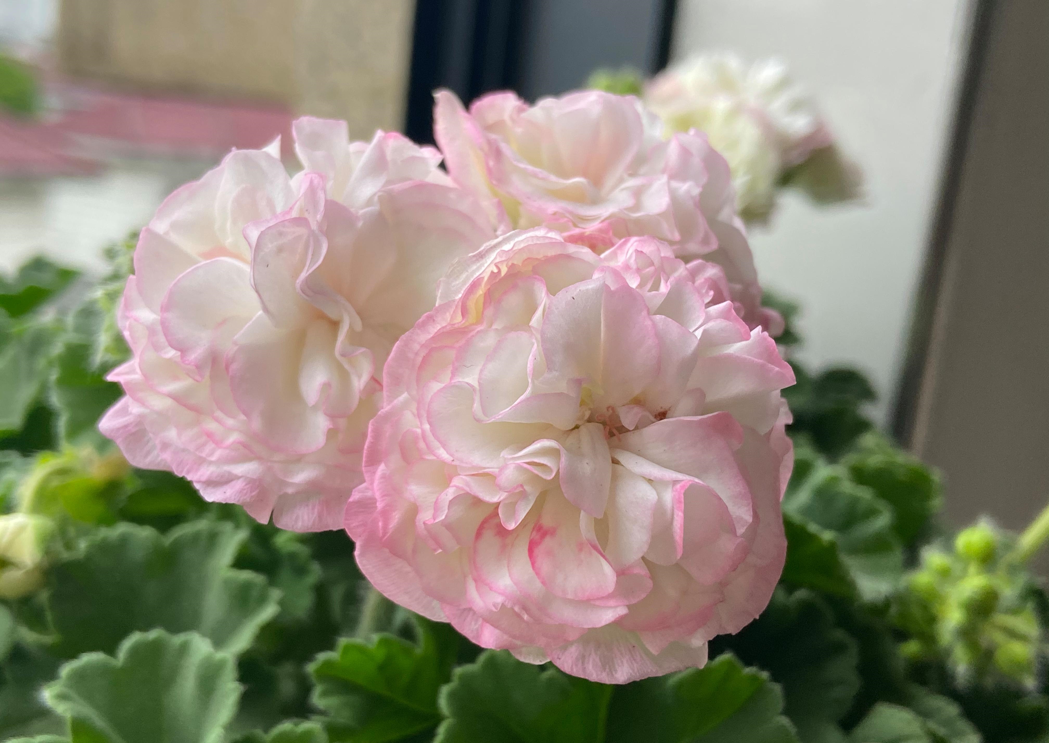 夏日绿植扦插计划:天竺葵扦插种植攻略,让阳台四季如春