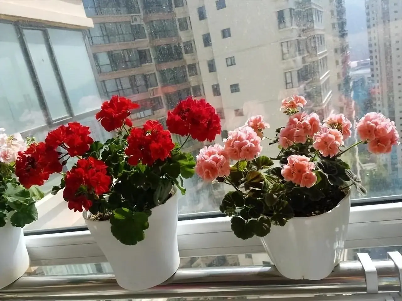 夏日绿植扦插计划:天竺葵扦插种植攻略,让阳台四季如春