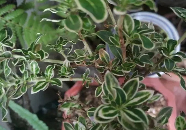 <b>破解六月雪盆栽黄叶掉叶养护难题，专家揭秘原因与快速救治办法。</b>