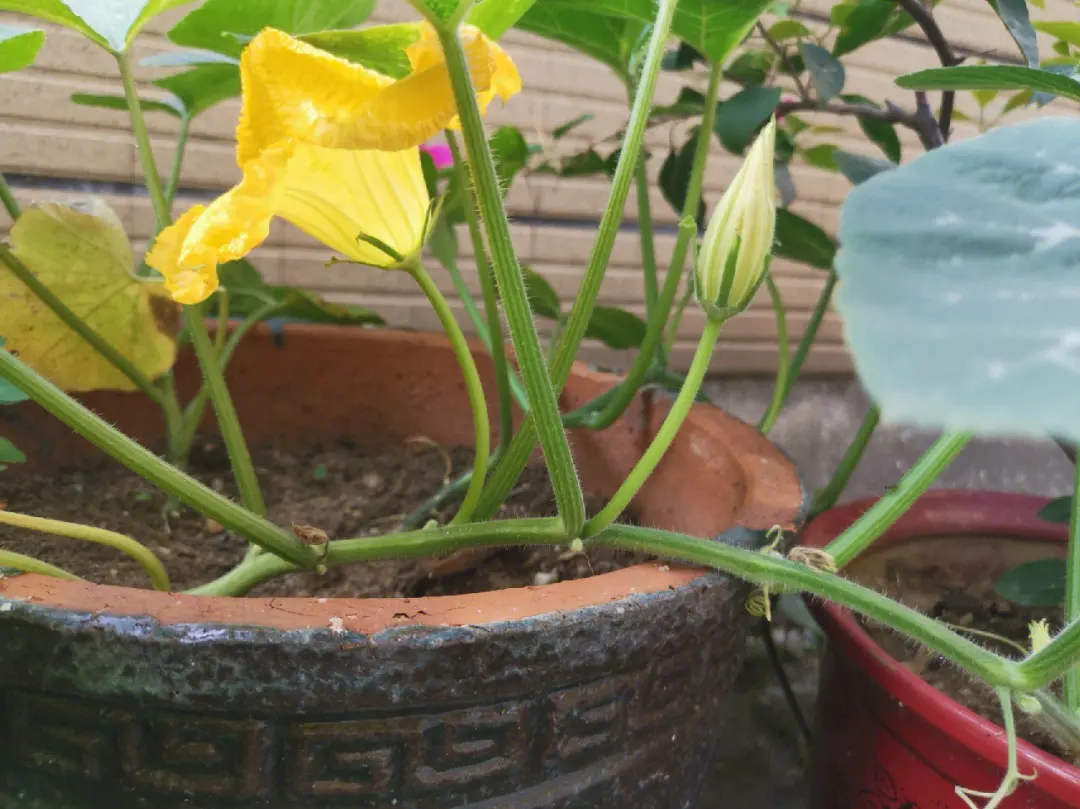 专家指导南瓜只开花不结果应对方法,科学种植让南瓜果实累累