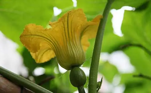 专家指导南瓜只开花不结果应对方法,科学种植让南瓜果实累累