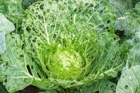 卷心菜病虫害图谱及防治方法实战防治技巧,守护绿色菜园!