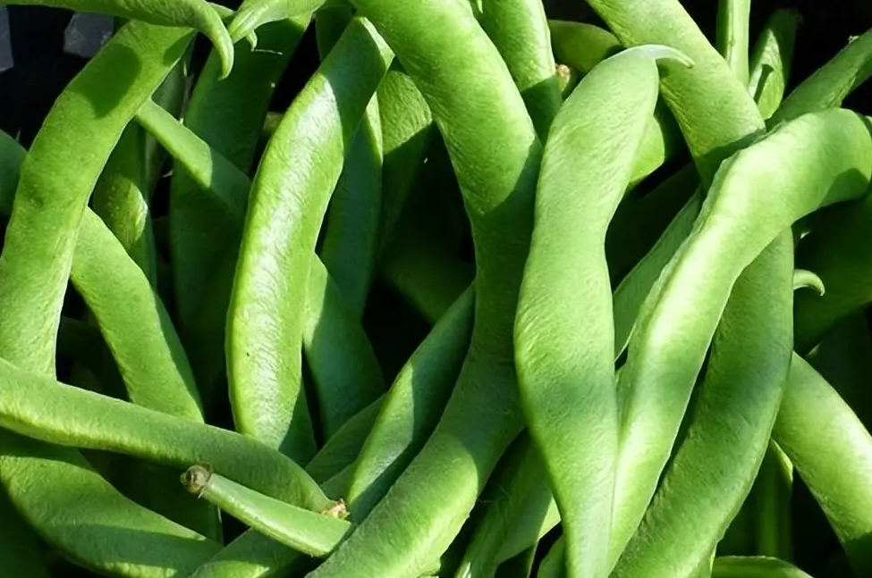 <b>芸豆与豆角区别你能分清吗？营养与烹饪风味的双重比较。</b>