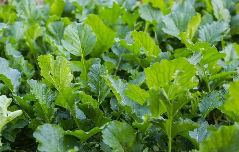 芜菁的叶子成为餐桌新宠,绿色安全蔬菜性引热议