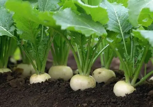芜菁的叶子成为餐桌新宠,绿色安全蔬菜性引热议