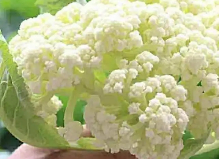 <b>菜花菜的种植原产地与独特风味旅行，绿色宝石特色产地直击。</b>