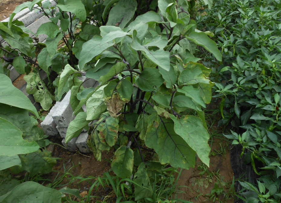 专家为你解答茄子叶片突然变黄是什么病害,远离种植黄叶危机