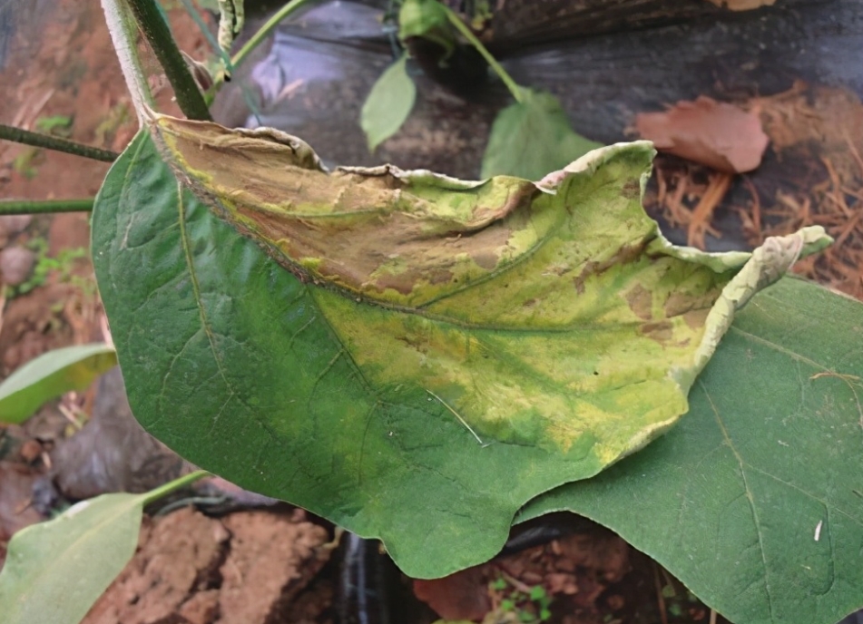 专家为你解答茄子叶片突然变黄是什么病害,远离种植黄叶危机