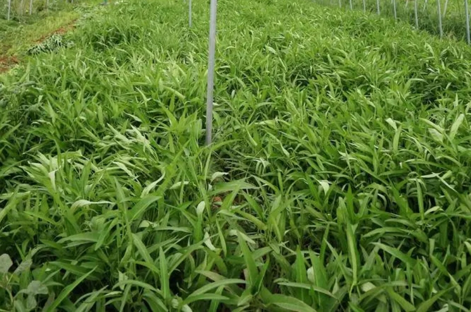 <b>空心菜最佳行距和株距黄金比，引领高效种植新时代！</b>