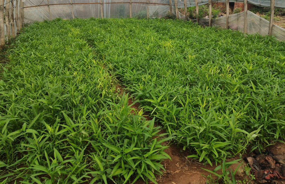 空心菜最佳行距和株距黄金比,引领高效种植新时代!