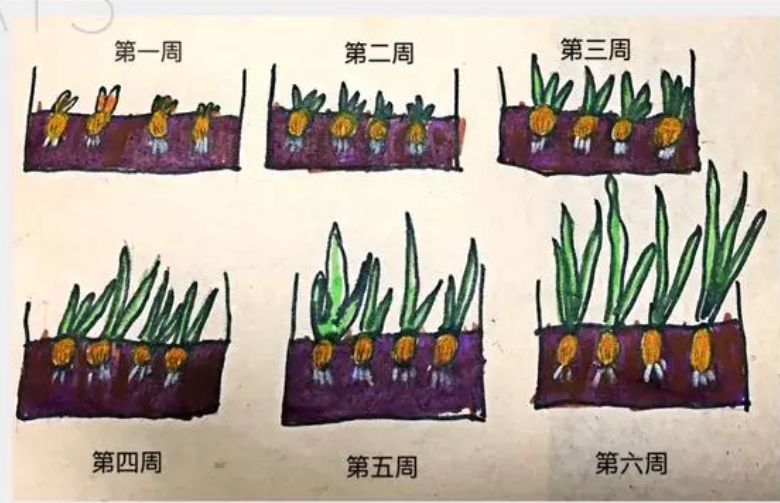 洋葱种植条件要求是什么?精准管理四要素亩产翻倍不是梦!