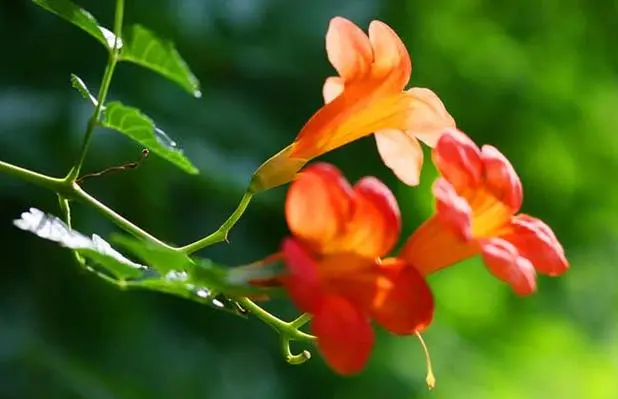 凌霄花花语中的志存高远,寓意着不畏艰难、勇往直前的精神图腾