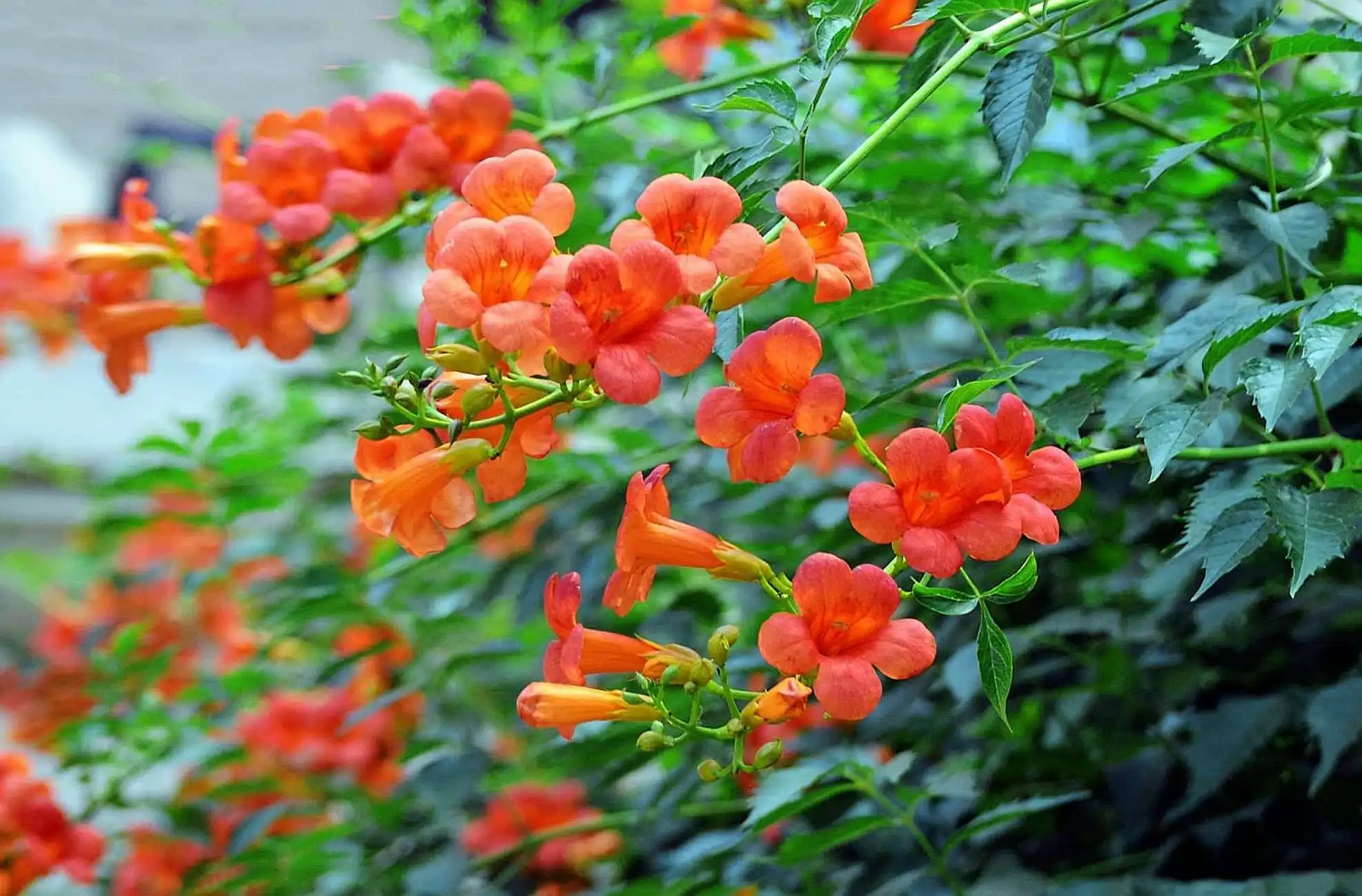 凌霄花花语中的志存高远,寓意着不畏艰难、勇往直前的精神图腾