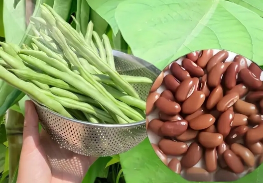 <b>种下希望，收获满满！四季豆种子种植攻略，让餐桌四季常青！</b>
