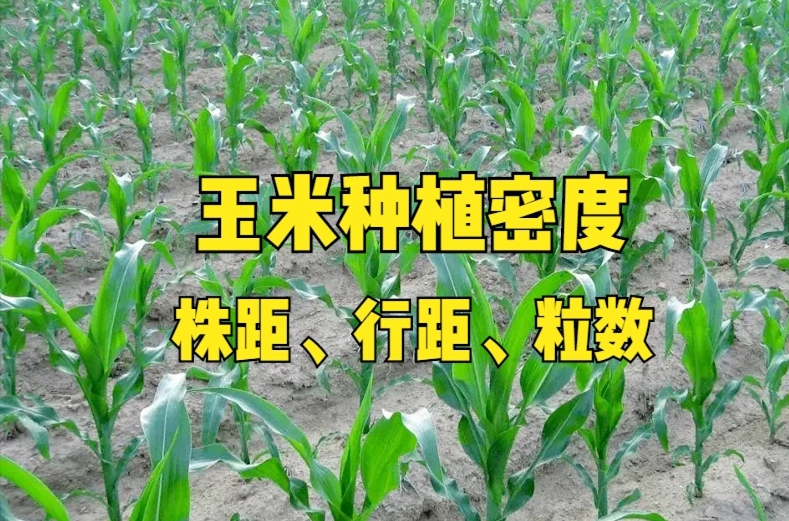 <b>玉米增产秘籍：精准调控玉米株距与行距，发挥作物生长最大潜力！</b>