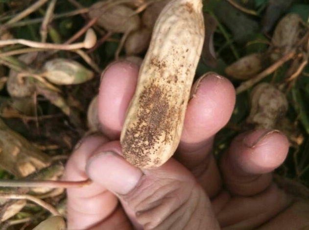 <b>花生种植者的警钟：灰点密布的花生壳隐藏着怎样的病害危机？</b>