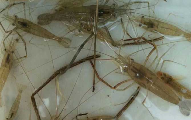 河虾地图:揭秘中国顶级河虾产地与生长秘境