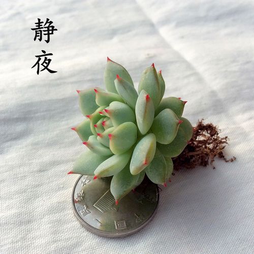 懒人也能养好的静夜多肉,外加养爆盆秘籍,轻松养出多肉小花园!