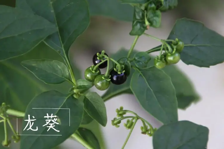 误食有风险!龙葵果实毒性大起底,安全意识不可少!