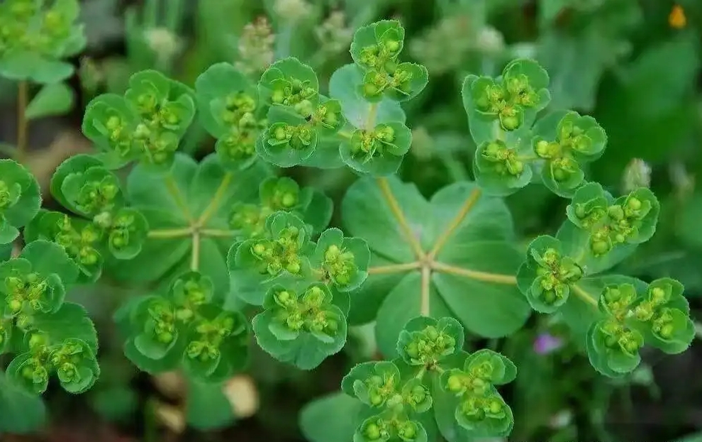 泽漆千年中草药的别名,神奇药用价值震撼你的认知!