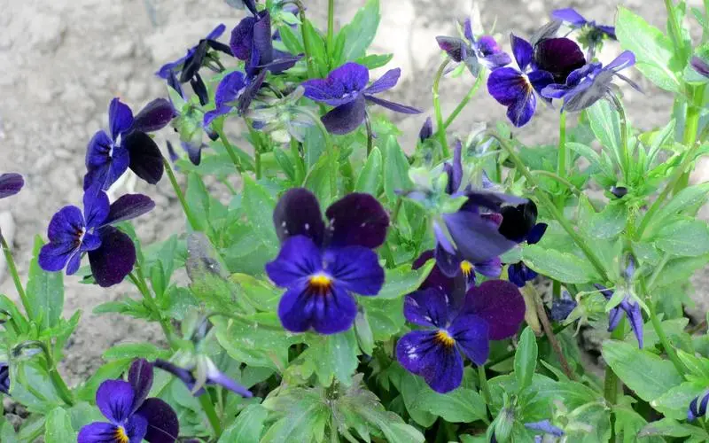 紫罗兰之花:是紫色浪漫还是蓝色梦幻?