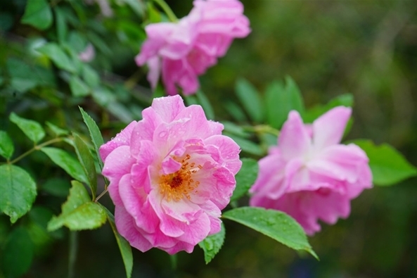 <b>蔷薇花开，四季如歌：蔷薇花年度多次绽放的自然奇观！</b>