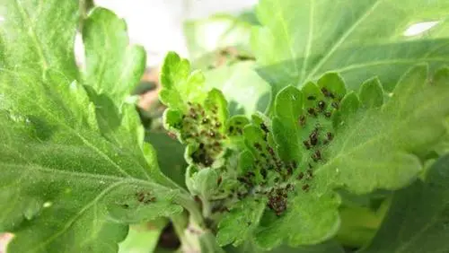菊花虫害真相:是自然法则还是养护疏忽?