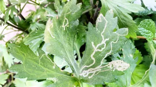 菊花虫害真相:是自然法则还是养护疏忽?
