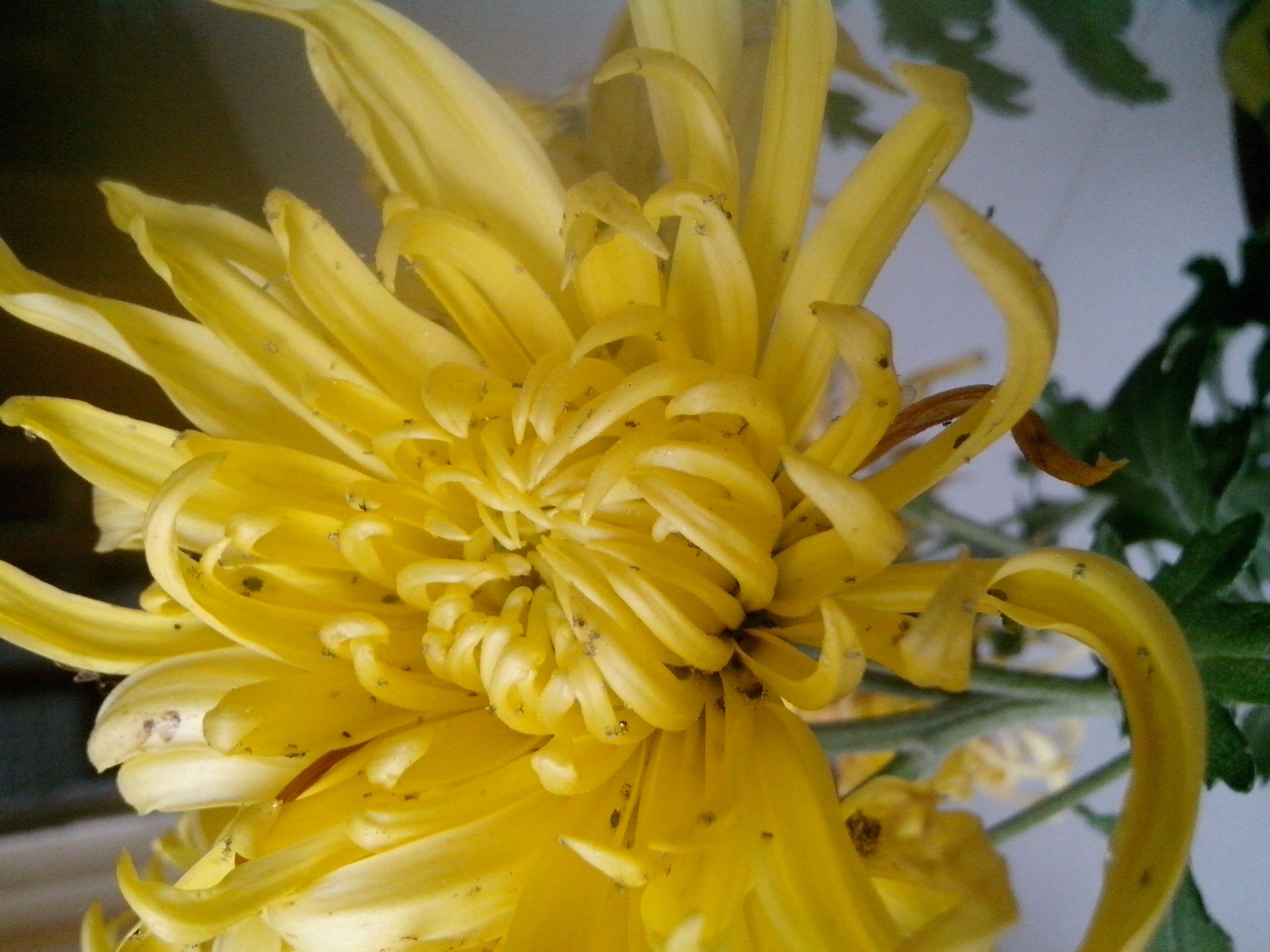 菊花虫害真相:是自然法则还是养护疏忽?
