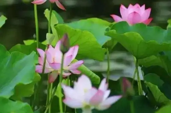 一池荷花,几世情长?探讨是多年生还是一年生植物!