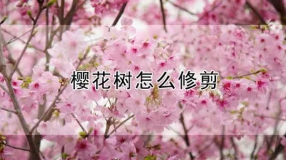 <b>春日里的魔法剪：樱花树修剪全攻略，让美丽不再只是瞬间！</b>