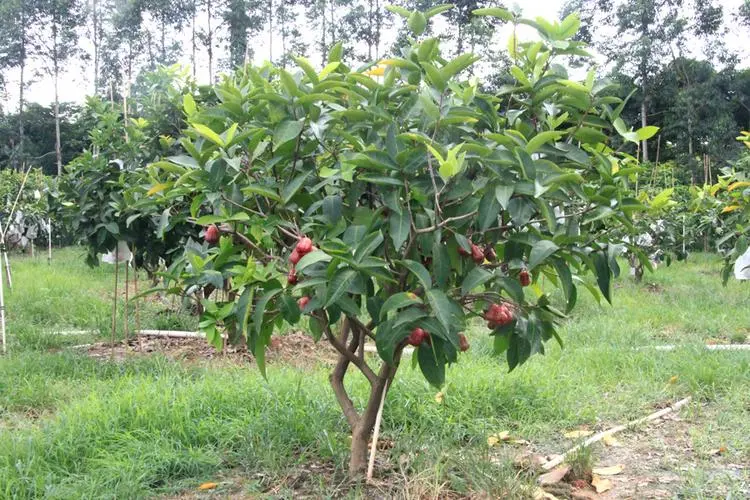 莲雾种植生长环境与温度要求,助你轻松培育美味果实