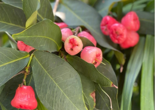 <b>莲雾种植生长环境与温度要求，助你轻松培育美味果实</b>