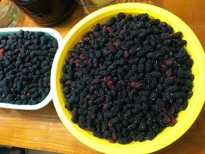 阳光下的甜蜜魔法:手把手教你制作美味桑果干!
