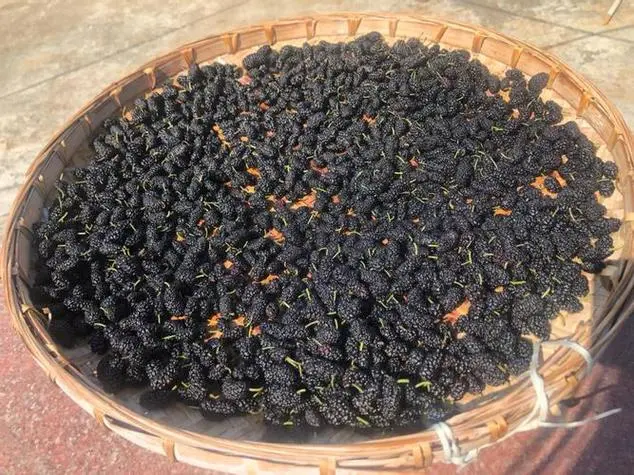 阳光下的甜蜜魔法:手把手教你制作美味桑果干!