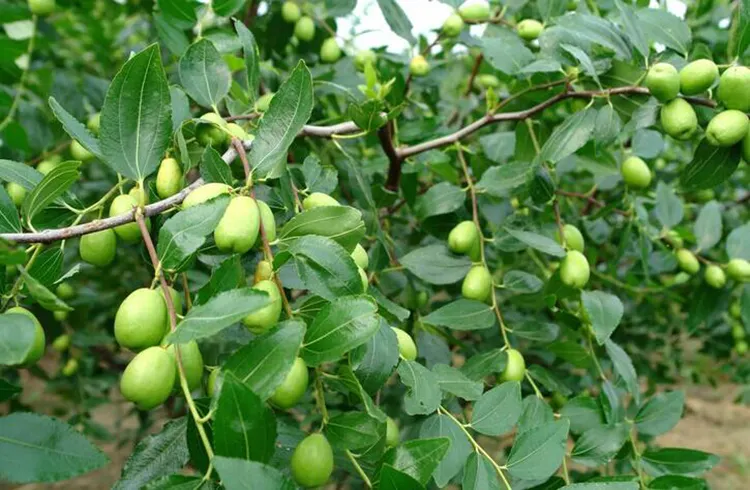 蜜枣树苗品种大比拼,哪个才是你的‘甜蜜之选’?