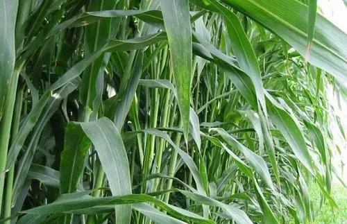 养兔人必看超级草粉养兔饲料配方,让兔子养殖利润翻倍