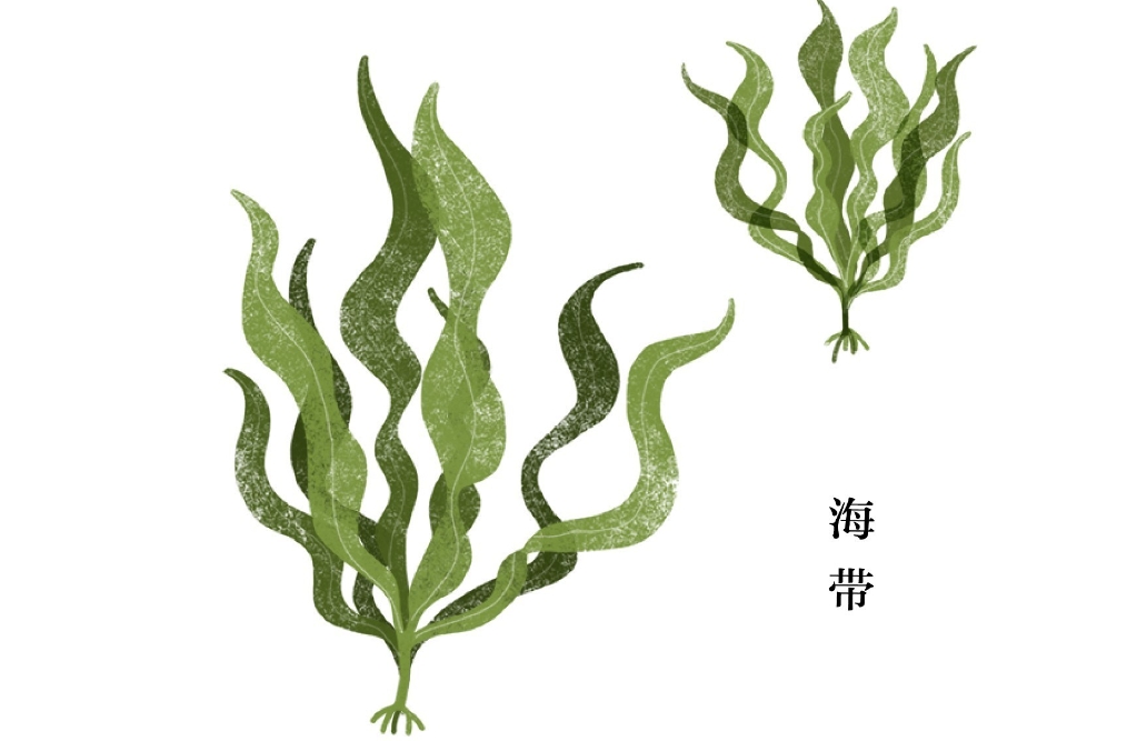 海带是动物还是植物?科学界也懵了!