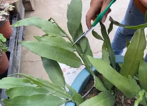 昙花绽放开花加速秘籍:修剪在高手,花开不再愁!