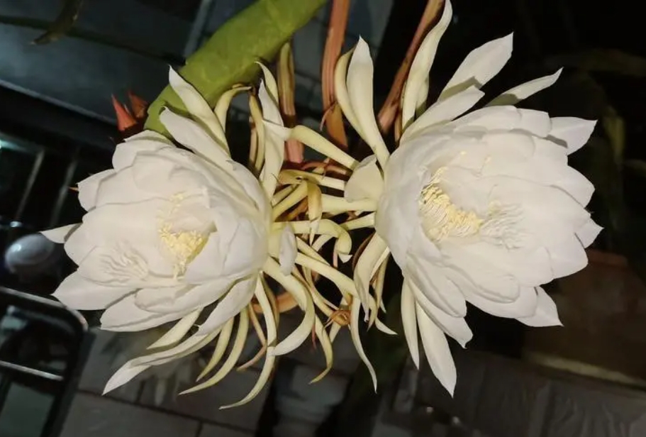昙花绽放开花加速秘籍:修剪在高手,花开不再愁!