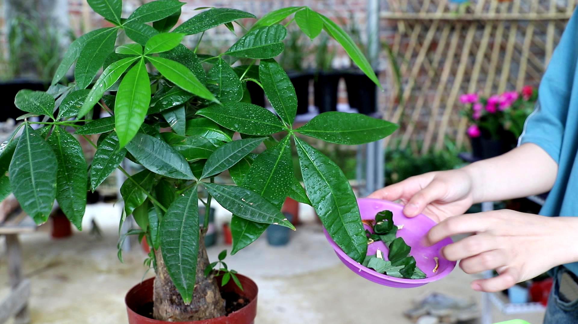 发财树茶叶水大忌:一杯茶叶水引发的“灾难”?