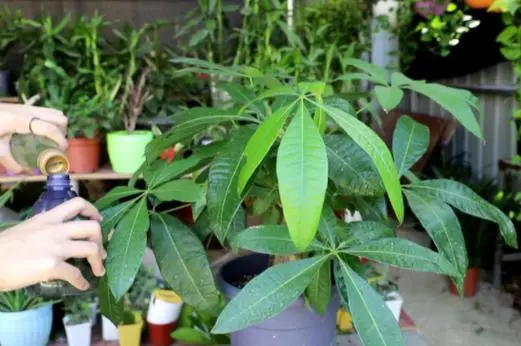 发财树茶叶水大忌:一杯茶叶水引发的“灾难”?
