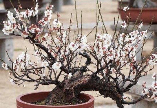 夏日炎炎,梅花盆栽的‘清凉秘籍’养殖管理大揭秘!