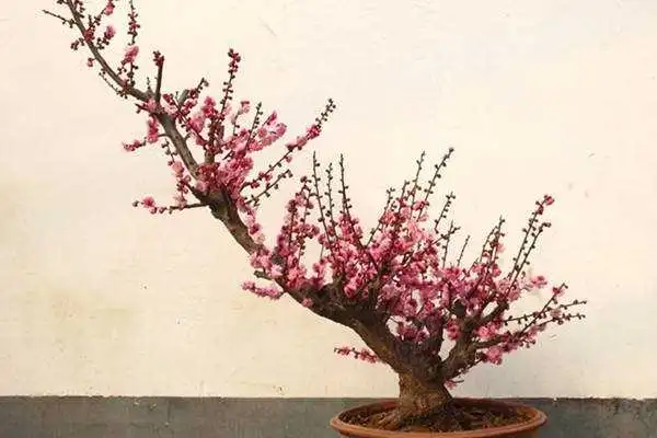 夏日炎炎,梅花盆栽的‘清凉秘籍’养殖管理大揭秘!