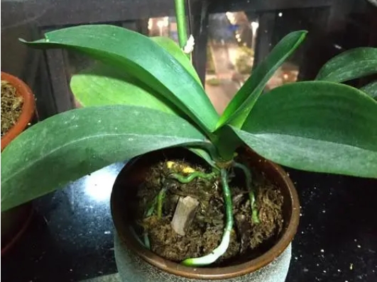 <b>蝴蝶兰能淋雨水吗？掌握专家级别蝴蝶兰养护技巧让你养花无忧！</b>