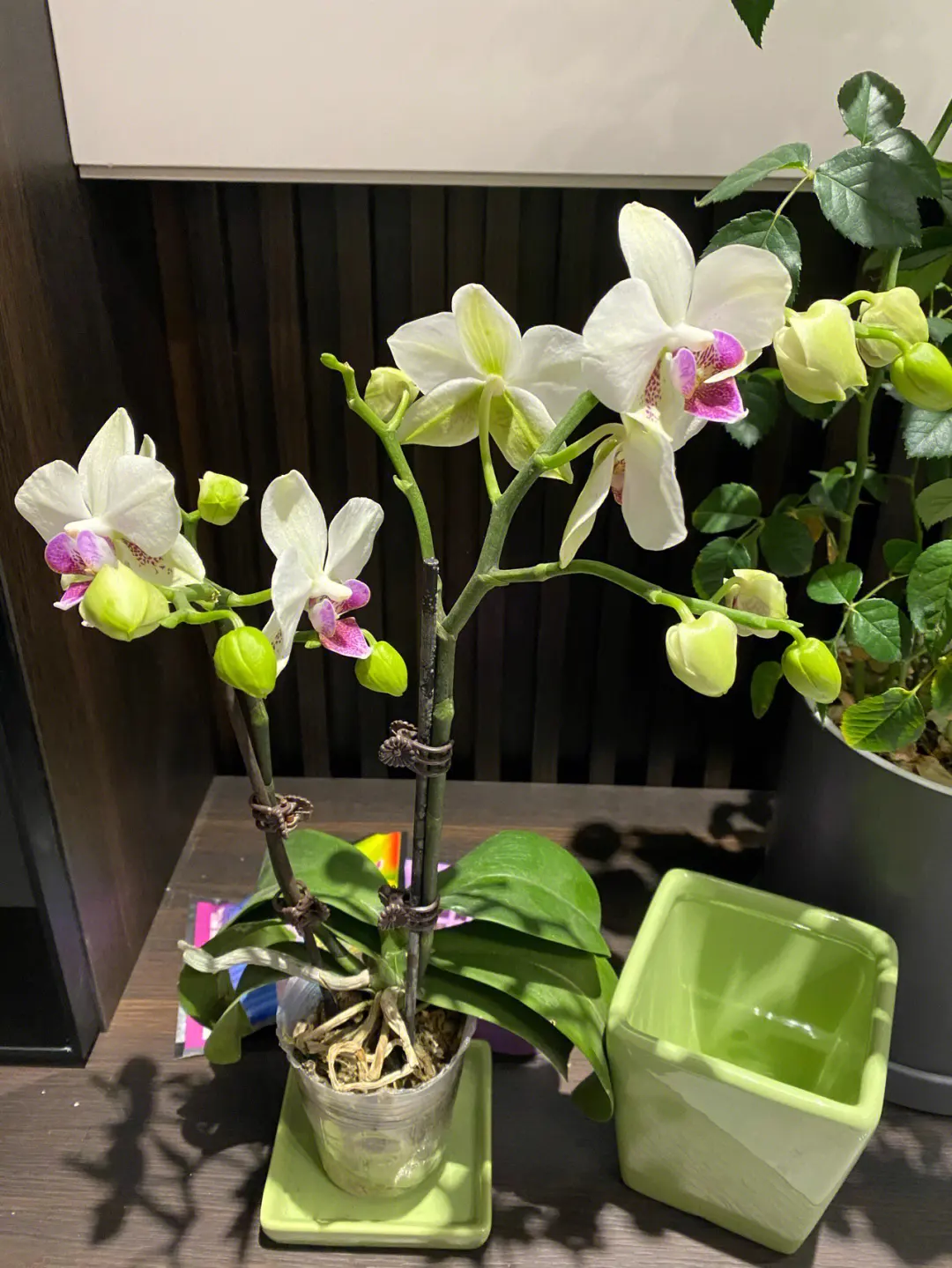 蝴蝶兰能淋雨水吗?掌握专家级别蝴蝶兰养护技巧让你养花无忧!