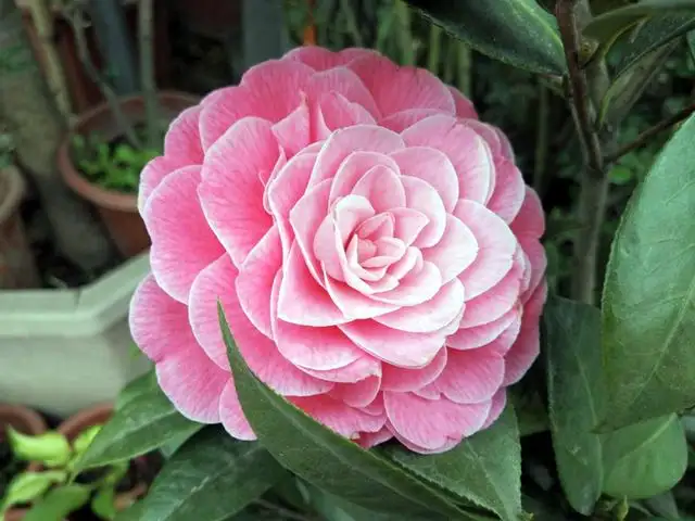 茶花与山茶花名字一字之差,却是各有千秋的花卉传奇!